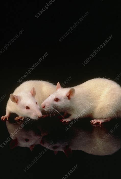 White Laboratory Rats Await Experimentation Stock Image G3520061