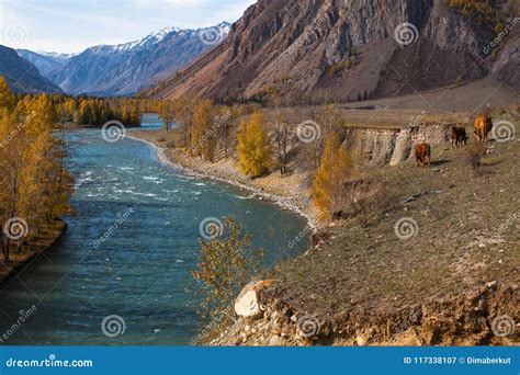 Landscapes Of The River And Mountains In Altai Republic At Autumn