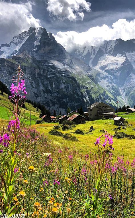 Beautiful Mountain Scenery With Flowers