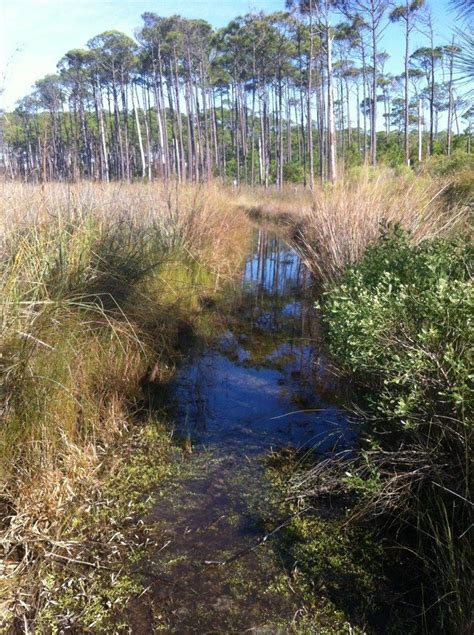 Photos Of Grayton Beach Nature Trail Florida Alltrails