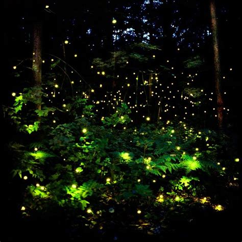 Fireflies At Night Seasons Summer Pinterest