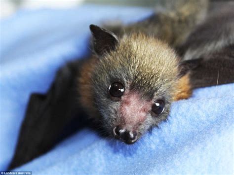 Bat Pups Bundled Up In Tiny Blankets At Sanctuary In North Sydneys
