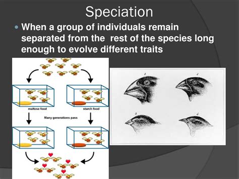Ppt Evolutionary Classification Powerpoint Presentation Free