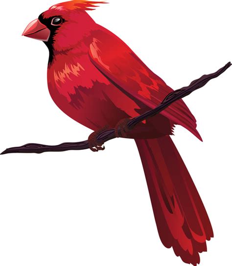 Red Bird On Tree Branch Free Vector In Adobe Illustrator Ai Ai