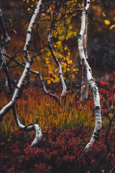 The Colors Of Autumn Norway On Behance