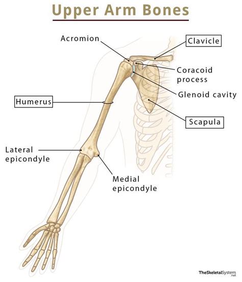 Bones Of The Arm List Of Names With Labeled Diagrams