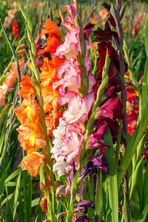 Be sure not to plant at the end of the summer, as the gladiolus will when planting your bulbs, include sand mixed in with the soil. How To Stake A Gladiolus Plant: Tips For Using Gladiolus ...