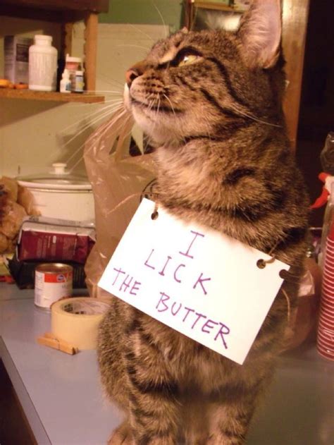 The Best Of Cat Shaming Part 14 20 Pics