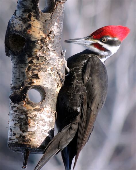 Pileated Woodpecker Crivitz Wi Pileated Woodpecker Bird Feathers