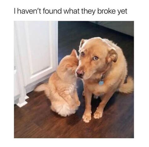 68 Of The Best Doggo Memes You Will See Today Cutesypooh Cute Funny
