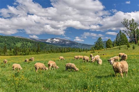 Sheep Meadow Flowers Mountains Graze Stock Photo Image Of Scenic