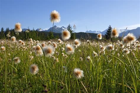 Alaska Cotton Grass In The Mendenhall Photograph By John Hyde Fine