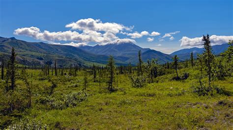 Download Wallpaper 2560x1440 Mountains Spruce Trees Clouds Grass