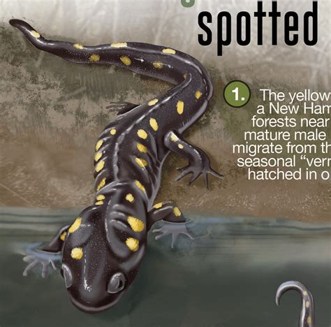 Nhpr Life Cycle Of The Spotted Salamander On Behance
