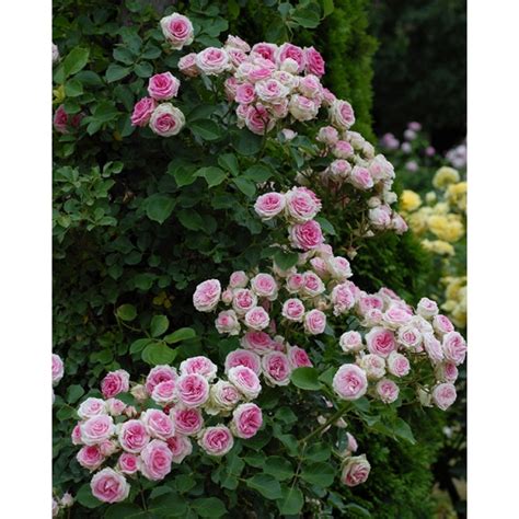 Купить саженцы Mini Eden Rose Плетистые розы в Украине