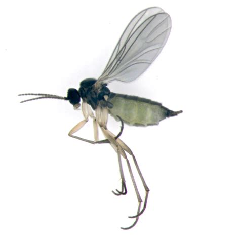 Flies come in a wide variety, from tiny, skittering gnats to giant, aggressive horse flies. Fungus Gnat, maybe Sciaridae, lateral - BugGuide.Net