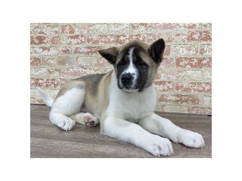 Updated on december 8, 2020. Akita-DOG-Male-Black Brindle-2690563-Petland Sarasota