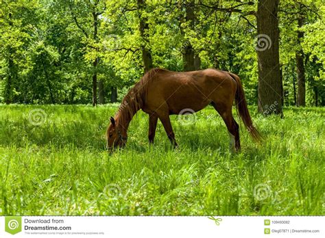 The Horse Eating The Green Grass At The Spring Meadow Stock Photo