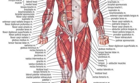 Human Anatomy Map Koibana Info Human Muscle Anatomy Human Body