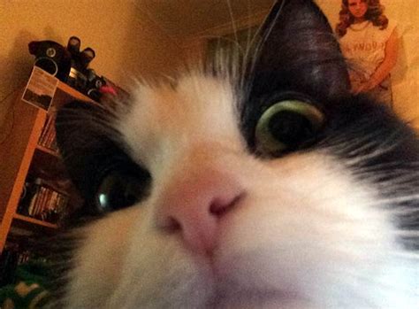 Pictures Pet Selfies Take Globe By Storm Press And Journal