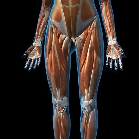 Front View Of Female Leg Muscles On Black Background Poster Print By