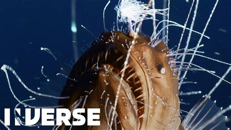 First Footage Ever Of Deep Sea Anglerfish Mating Inverse YouTube