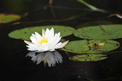 White Lotus Flower Lily Pad Photograph By Glenn Gordon Pixels