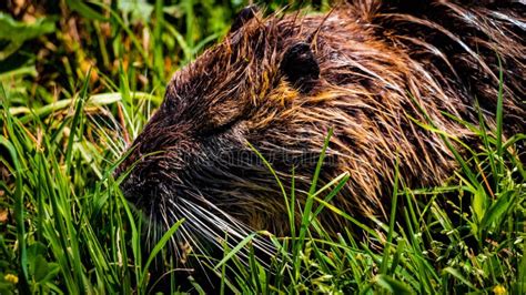 Nutria Rodent Hula Valley Israel Stock Photo Image Of Nature North