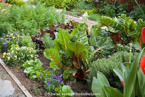 Rainbow Chard In Ornamental Organic Edible Mixed Bed Of Herbs Flowers