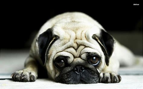 Pug Wallpapers Top Free Pug Backgrounds Wallpaperaccess
