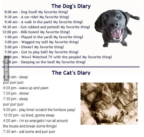 Dog Vs Cat Diary Fixed 9gag