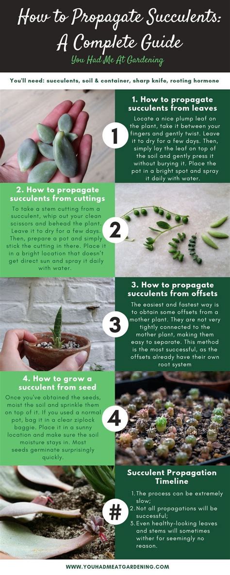 A Complete Guide On How To Propagate Succulents Propagating Succulents Succulent Gardening