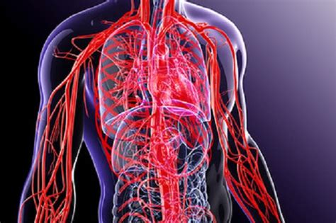 In contrast, in the pulmonary circuit, arteries carry blood low in oxygen exclusively to the lungs for gas exchange. Here Are Few Astonishing Facts About The Human Body - page 4
