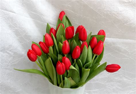 Tulips Bouquets Red Hd Wallpaper Rare Gallery