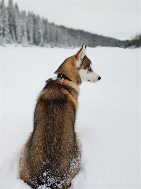 My Beautiful Sable Siberian Husky Rhusky