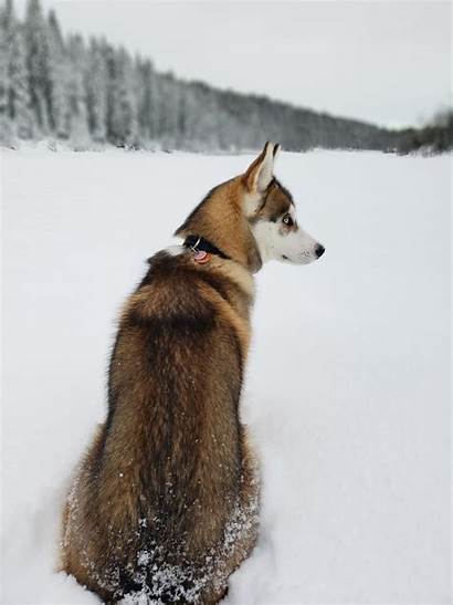 Husky Sable Siberian