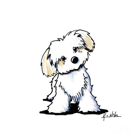 Quizzical Havanese Drawing Kim Niles Cute Dog Drawing