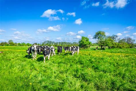 Cows On A Green Field Stock Photo Image Of Animal Bull 55970310
