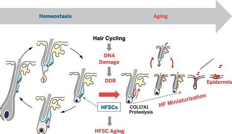 Age Induced Hair Loss Study Identifies Possible Cause