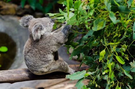 Koala Genome Project Reveals Secrets Rnz News