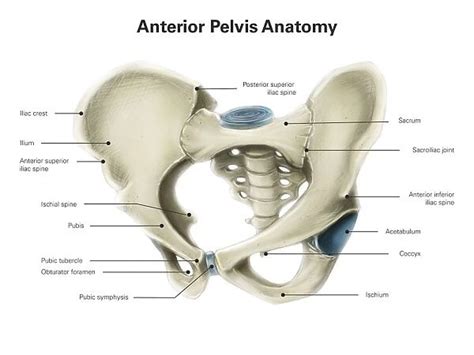 Anterior View Of Human Pelvis With Labels Available As Framed Prints