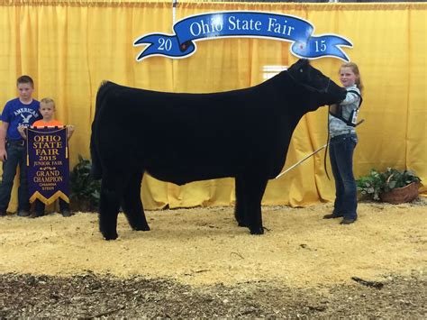 Ohio State Fair Chi Steers Matt Lautner Cattle The Leader In