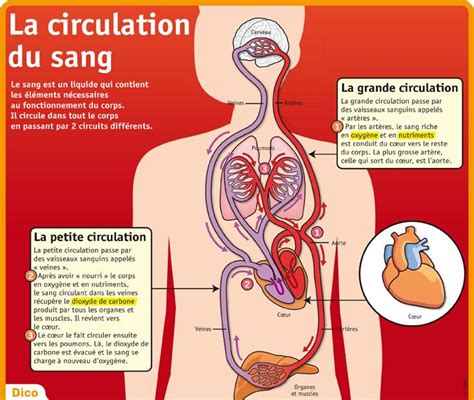 Educational Infographic La Circulation Du Sang