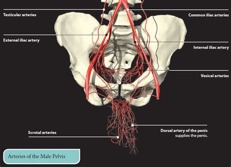 11 Female Pelvis Vessels Muscles Nerves With Vessels Images And