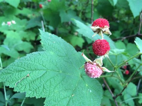 Help Me Identify These Wild Berries Are They Safe To Eat