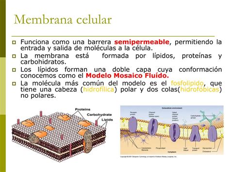 Ppt La Membrana Biológica Y Mecanismos De Transporte Powerpoint