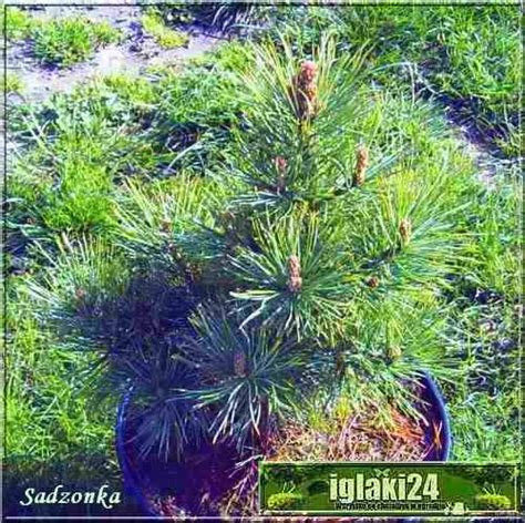 Pinus Cembra Sosna Limba Foto Internetowy Sklep Ogrodniczy Szkółka