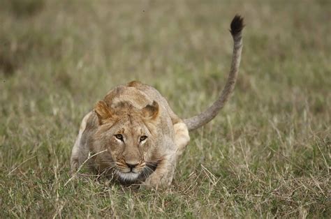 Watch A Lion Hunt The Largest Antelope Youve Ever Seen A Z Animals