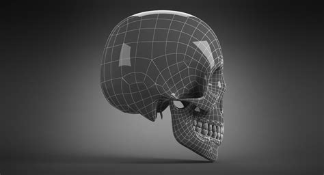 Human Skull 3d Model 69 Max Ma Ztl Fbx Obj Dxf Dae 3ds Free3d