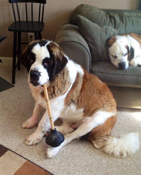14 Reasons St Bernards Are Not The Friendly Dogs Everyone Says They Are
